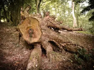 Arb'Aventure