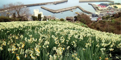 日本水仙花開道
