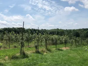 Orchard Ridge Farm