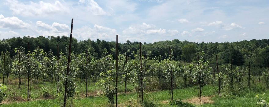 Orchard Ridge Farm
