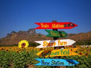 Khao Chin Lae Sunflower Field