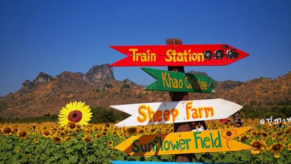 Khao Chin Lae Sunflower Field