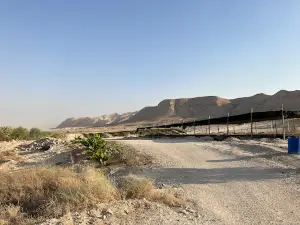 חוות האפרסמון Balm Of Gilead Farm