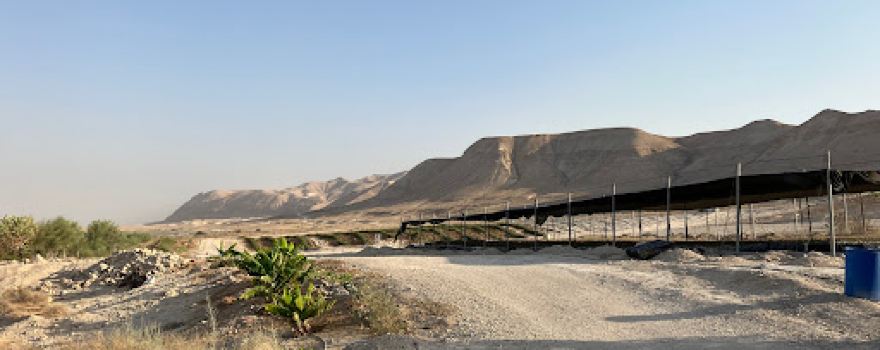חוות האפרסמון Balm Of Gilead Farm