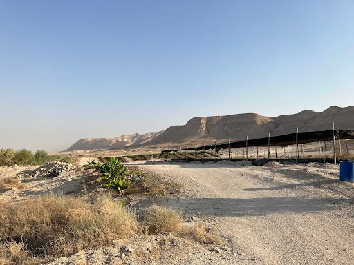 חוות האפרסמון Balm Of Gilead Farm