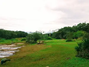 Bally Vaughan Sanctuary