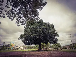 Mayor's Garden