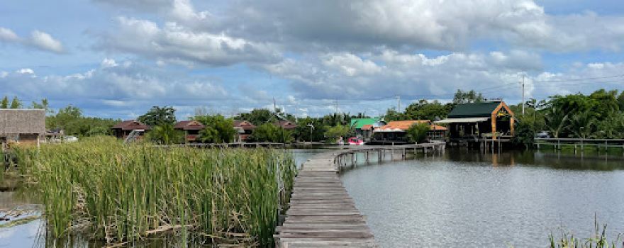 Mangrove Forest