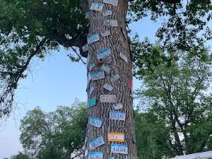 License plate tree