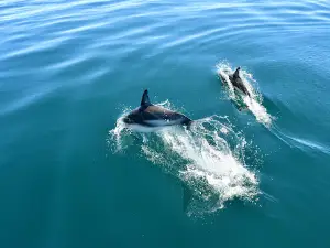 Mirador de Ballenas