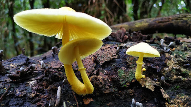 Dlinza Forest Aerial Boardwalk