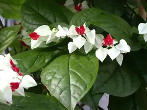 Vivero El cavernícola