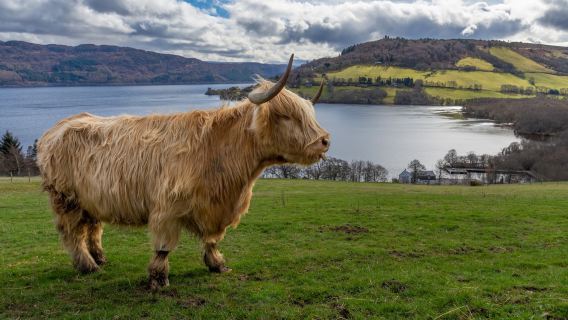 Loch Ness Hub & Travel