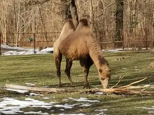 Staßfurt Zoo
