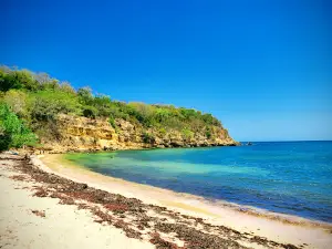 Bosque Estatal de Guánica