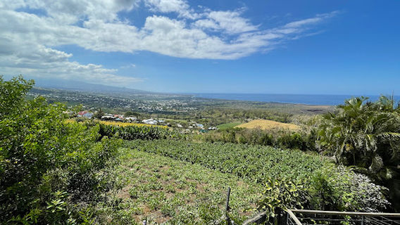 Le jardin des tortues