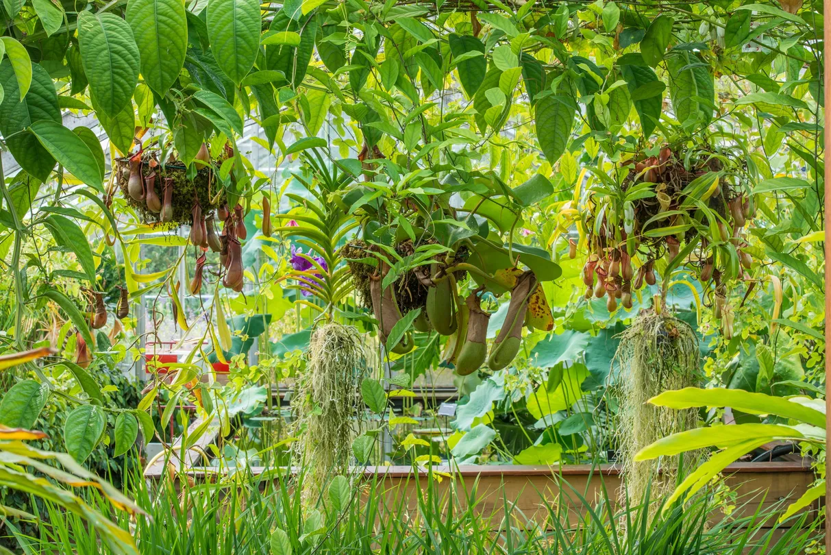 4_Cambridge University Botanic Garden