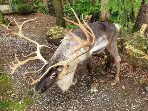 Bayerwald-Tierpark