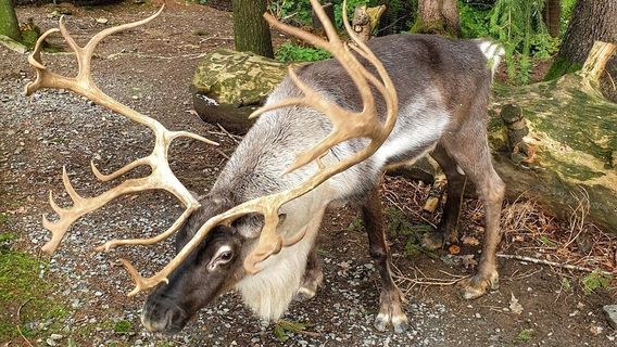 Bayerwald-Tierpark