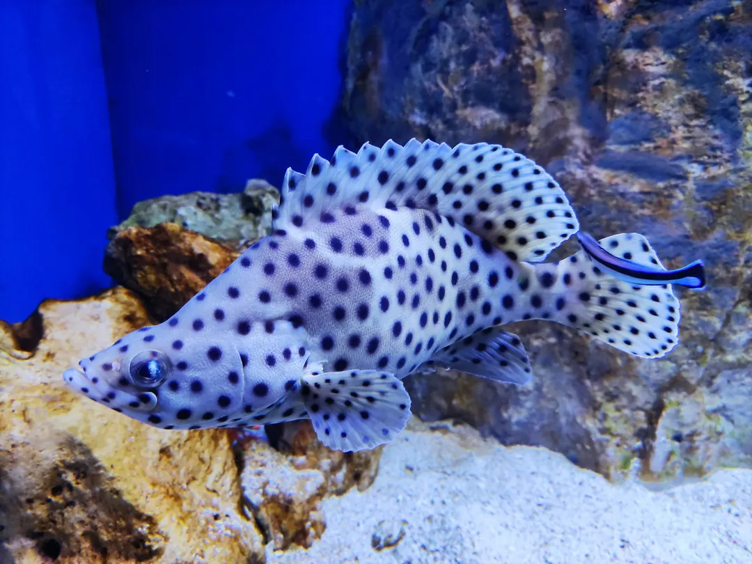 3_Aquarium of Naples
