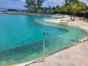 Dolphin Discovery Grand Cayman