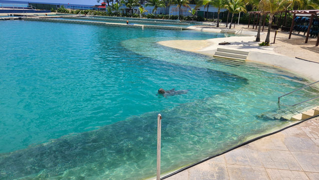 Dolphin Discovery Grand Cayman