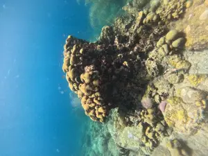 Dive Bequia