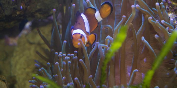 Aquarium GEOMAR