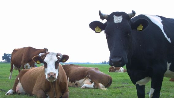 Boerderij 't Geertje