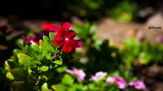 Botanical Garden Of Eilat