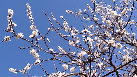 Paruyr Sevak House-Museum