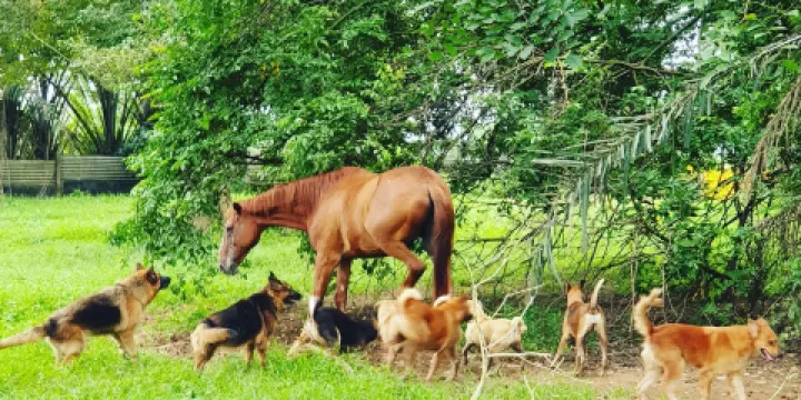 Noah's Ark Natural Animal Sanctuary