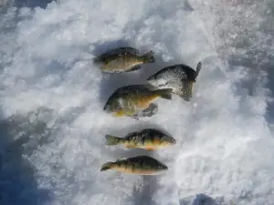 River N Ridge Outdoors LLC