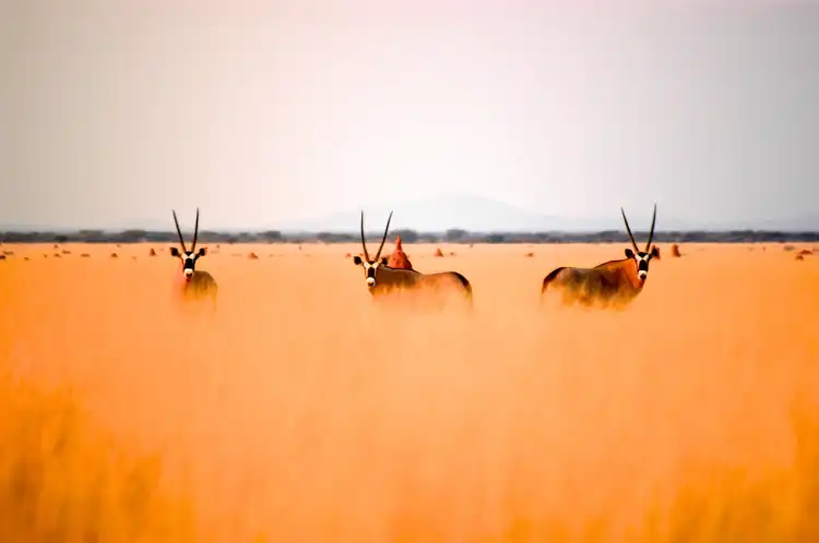 Hotels near Pack Safari