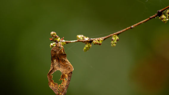 Parque Urbano El Bosque