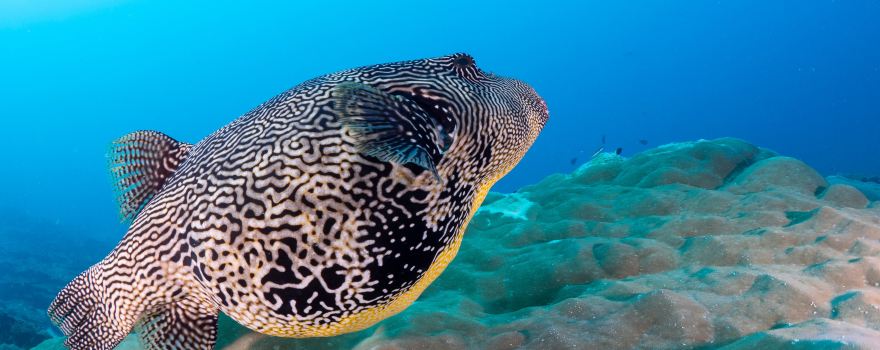 Euro-Divers LUX South Ari Atoll