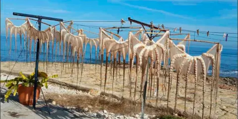 Vives Park - Dinosaurios Park