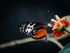 Ya'axkin Butterfly Farm