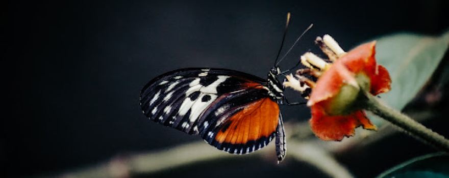 Ya'axkin Butterfly Farm