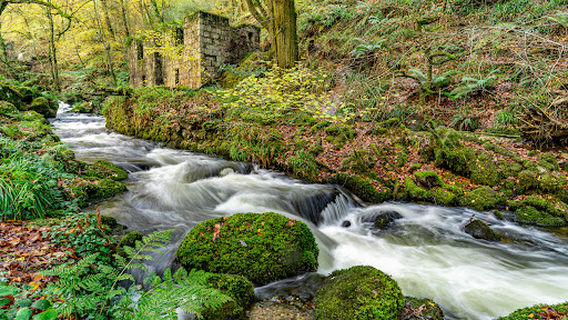 Kennall Vale Nature Reserve