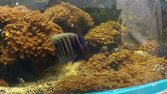 Aquasearch Aquarium