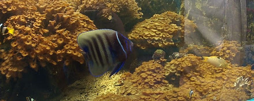 Aquasearch Aquarium
