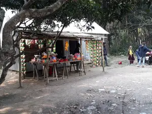 Hironkandi Mango Tree