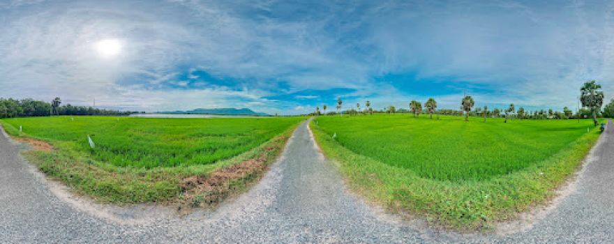 Thốt nốt đôi đẹp nhất trong tôi