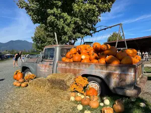 Chilliwack Corn Maze / Greendale Acres