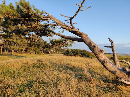 Stillinge Strand