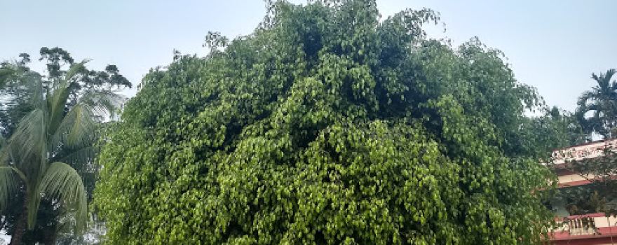 Tusi Sachar (Kalakopa) Park