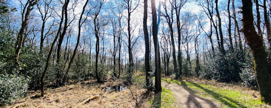 Delleboersterheide. (Natuurgebied van It Fryske Gea.)