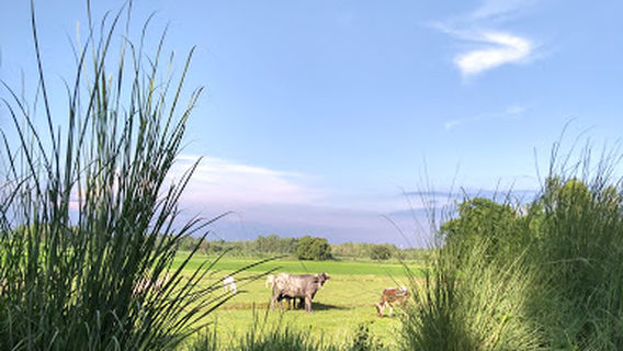 Jamkhanava