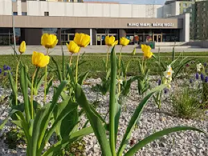 Cinema MIER